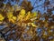 Oak tree in autumn, yellow leaves against the sky