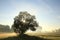 oak tree backlit by the morning sun in foggy weather silhouette of a tree on the field at sunrise time in misty autumn weather