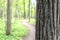 Oak tree bark against the indistinct wood with a footpath