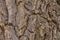Oak tree bark close up. Old wood tree bark texture. Selective focus