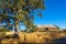 Oak Tree & Barn in California\'s Gold Country