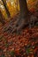 Oak tree with big roots autumn season wood land vertical photography landscape view with falling leaves and season