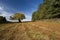 Oak Tree and Bracken