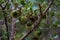 Oak Tree Branch With Fresh Acorns