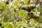 Oak tree branch with green leaves and acorns