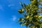 Oak tree branch with green ripening acorns at summer day. Oak branch with acorns against the sky