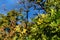 Oak tree branch with green ripening acorns at summer day. Oak branch with acorns against the sky