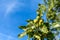 Oak tree branch with green ripening acorns at summer day. Oak branch with acorns against the sky