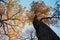 oak tree branch orange leaves close-up bokeh background outdoor