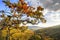 Oak tree branch on Plancheskiye Rocks at sunset. Scenic sunny blue sky golden autumn landscape of Caucasus Mountain forest at