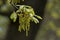 Oak tree branch with spring cluster drooping blooms flowers