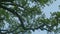 Oak Tree Branch In The Wind At Dusk