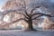 oak tree branches covered in delicate frost crystals during winter