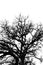 Oak tree branches silhouette