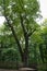 oak tree, called brautigamseiche, translation: groom oak, in dodau forest near the German city Eutin