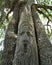 Oak Tree Carving - Suwannee River