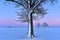 Oak tree covered in snow.Lithuanian wintry landscape.