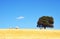 oak tree and cows in alentejo field