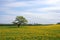 Oak tree on the dandelion field