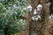 Oak Tree Decorated with a Ceramic Face