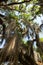 Oak tree draped in Spanish moss