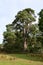 Oak Tree - East Wretham Heath NWT Nature Reserve, near Thetford, Norfolk, England, UK