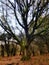 Oak tree in Englands oldest forest
