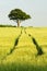 Oak tree in field of green corn with blue sky