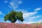 Oak tree in flowered field