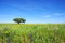 Oak tree at flowery field