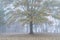 oak tree in fog on a shore of the Tennessee River - November morning in Colbert Ferry Park