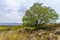 Oak Tree, footpath, in Snir Stream Nature Reserve