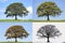 Oak Tree Four Seasons