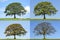 Oak Tree Four Seasons