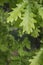 Oak tree fresh green leaves