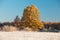 Oak tree on frosty meadow