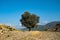 Oak tree in full leaf standing alone in a field in summer against a blue sky.