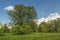 Oak tree in a glade