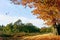 Oak tree with golden yellow falling leaves