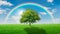 Oak tree on a green meadow covered by a rainbow