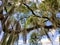 An oak tree with hanging moss by the lake near Heritage Park, Winter Haven, Florida, U.S.A