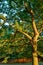 Oak tree in Harvington Park, Beckenham, Kent. This majestic oak is seen in a golden light at sunset