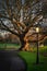 Oak tree illuminated by sunlight and vintage street lamp in Farmleigh Phoenix Park, Dublin
