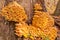 Oak tree Laetiporus sulphureus Sulfur Shelf shroom