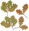 Oak tree leafs