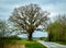 An oak tree without leaves stands grand close to a winding country road in the farmlands of southern Sweden. Rural area