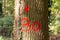 Oak tree marked with red paint