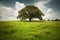 Oak Tree in Meadow. Calming landscape of a meadow with an oak tree in the middle