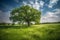 Oak Tree in Meadow. Calming landscape of a meadow with an oak tree in the middle