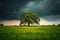 Oak Tree in Meadow. Calming landscape of a meadow with an oak tree in the middle